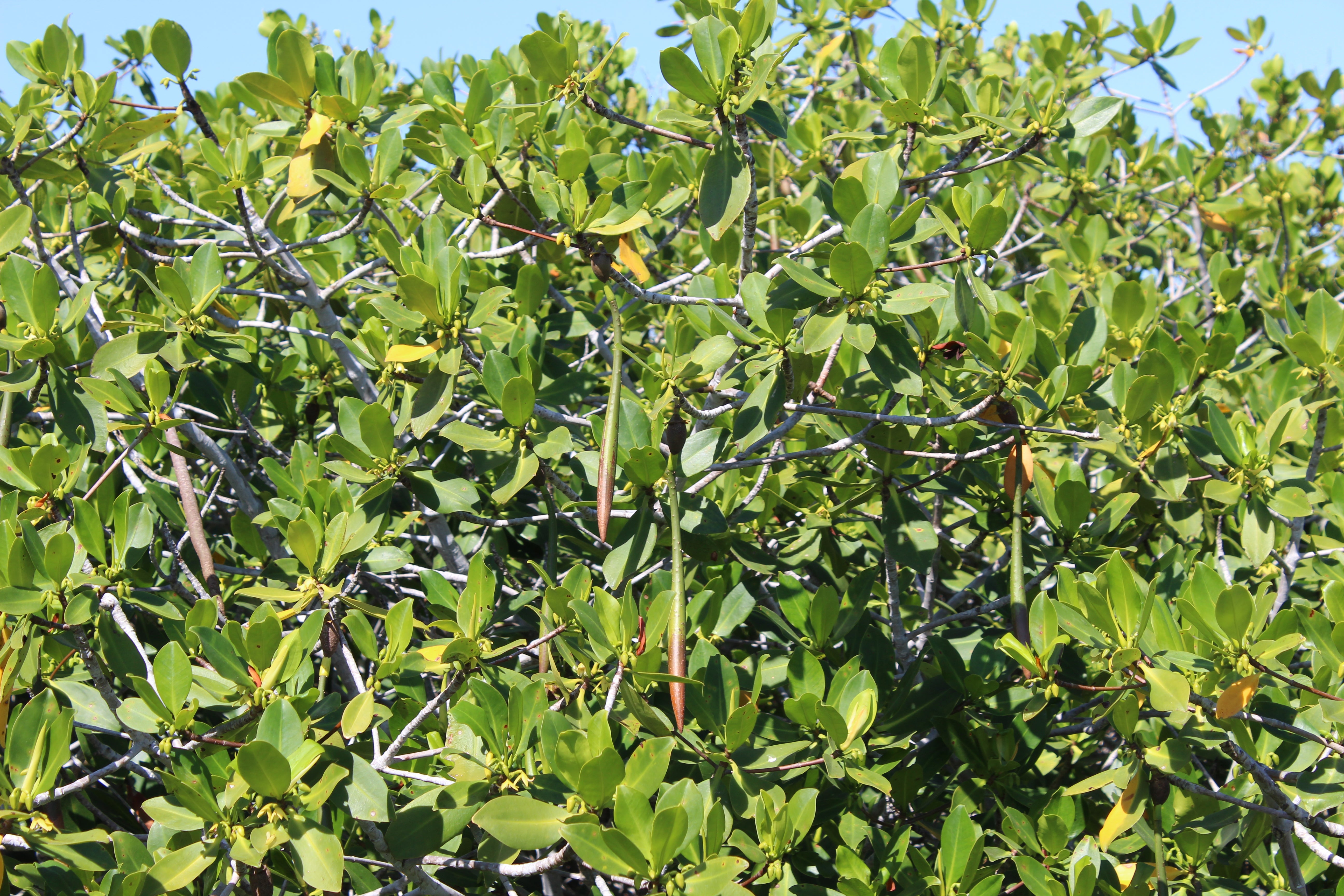 Planting Mangrove Forests: Our Seatrees Partnership